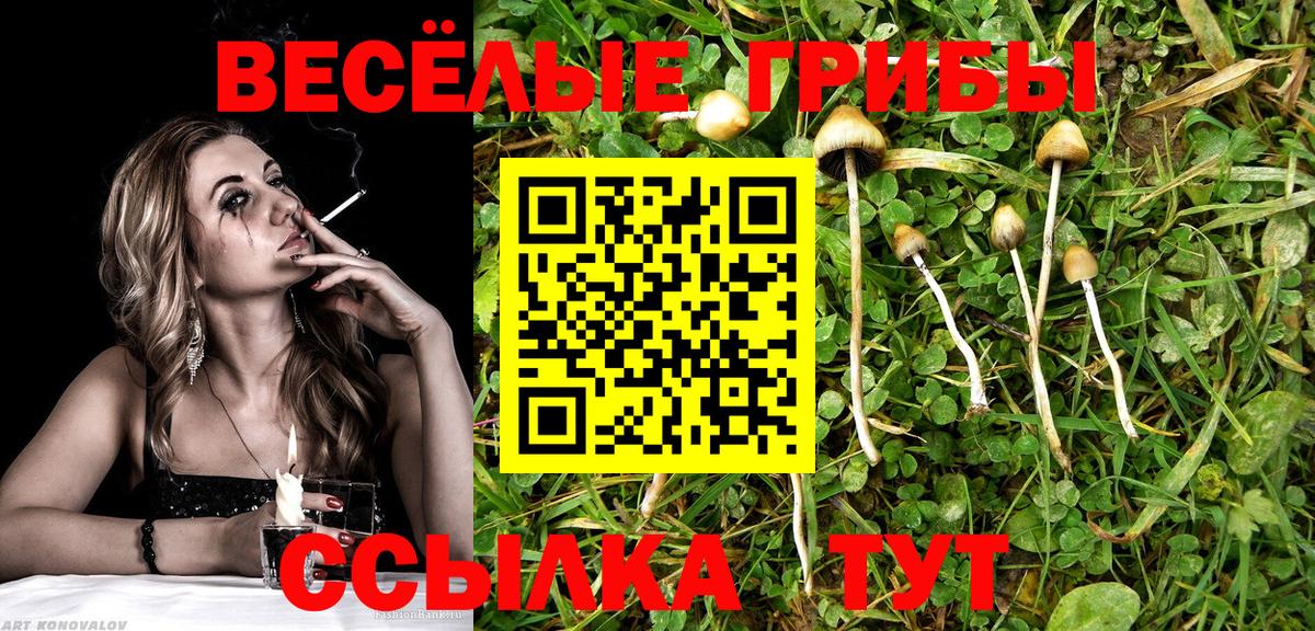 Галлюциногенные грибы Psilocybe Фурманов