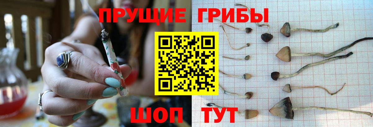 Галлюциногенные грибы GOLDEN TEACHER  где купить наркоту  Фурманов 
